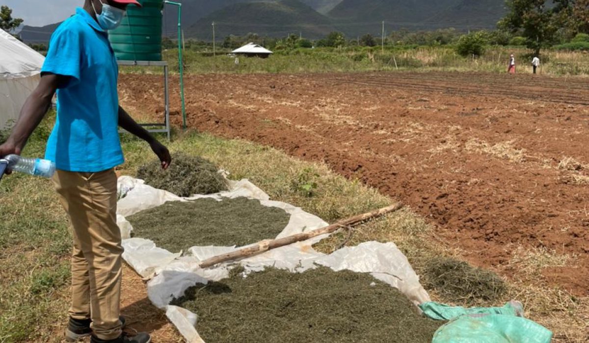 Drying of first harvest